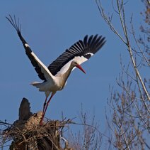 Storch Beim Abflug Vor Kahlen BirkenZweigen