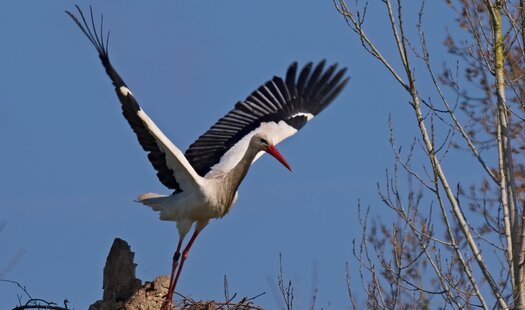 Storch Beim Abflug Vor Kahlen Zweigen 