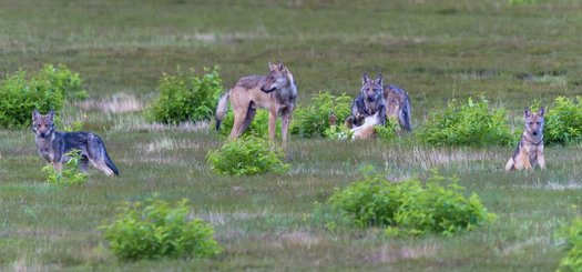 Ein Wolfsrudel mit einem alten Wolf und mehreren Jungtieren.