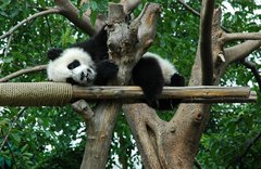 Panda-Jungtier auf einem Ast.