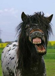 Geschecktes Pony Zeigt Seine Zähne.