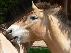 Przewalski-Pferd bei der Fellpflege