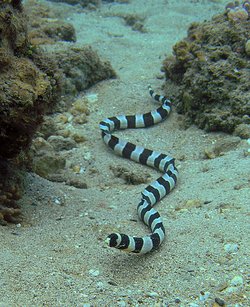Ringelschlangenaal im Wasser