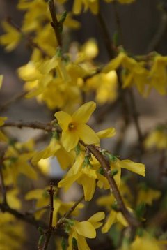 Gelbe Blüte der Forsythie, Nahaufnahme.