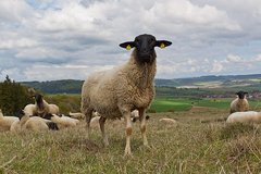 Schafe auf einer Anhöhe 