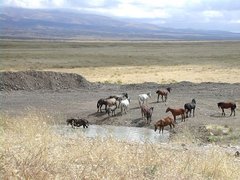 Mustangs an einer Wasserstelle.