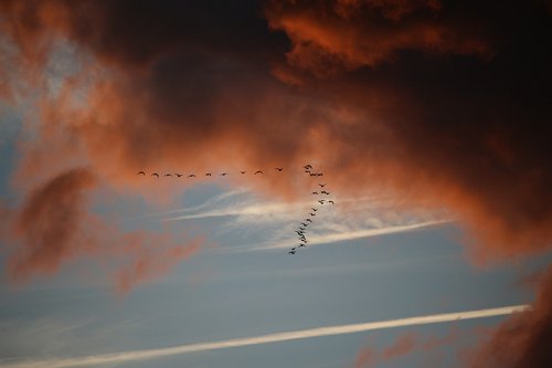 Vogelschwarm im Abendlicht
