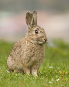 Kaninchen Im Gras