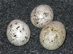 Schwarz gesprenkelte Eier der Goldammer mit schwarz gesprenkeltem Kuckucksei.