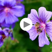 Biene auf Strchschnabel-Blüte
