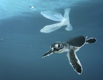Kleine Meeresschildkröte und Plastiktüte