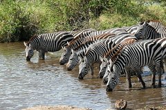 Mehrere Zebras an einem Wasserloch.