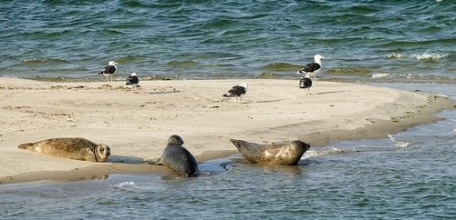 Seehunde und Möwen auf einer Sandbank in der Nordsee