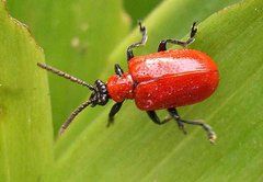 Ein knallroter Käfer namens Lilienhähnchen
