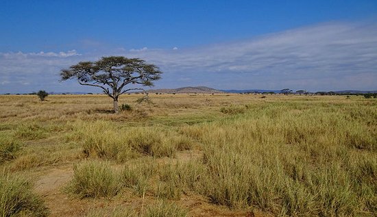 Landschaft in der Serengeti in Ostafrika