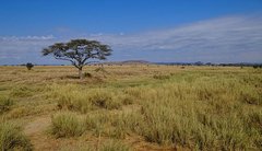 Landschaft in der Serengeti