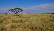Landschaft in der Serengeti