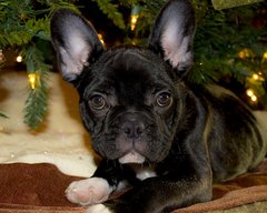 Französische Bulldogge am Weihnachtsbaum