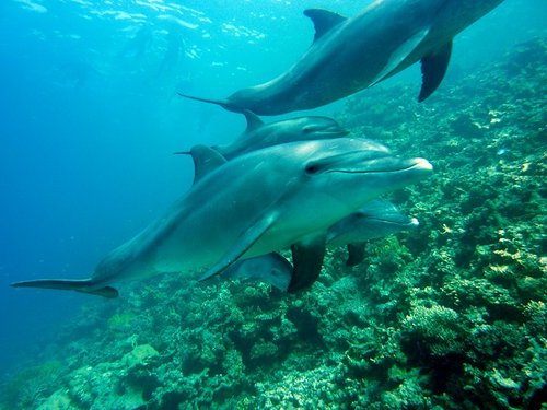 Delfine über Korallenriff