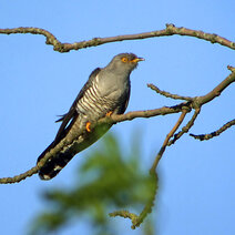 Kuckuck Auf Einem Ast.