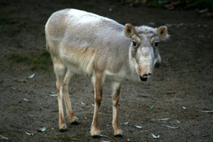 Saiga-Antilope mit Winterfell im Zoo