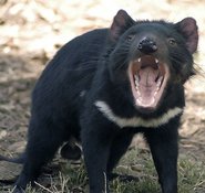 Tasmanischer Teufel zeigt Zähne