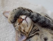 Kätzchen schläft