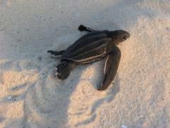 Frisch geschlüpfte Lederschildkröte auf Sand.