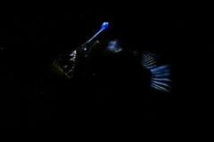 Anglerfisch im Dunkeln mit deutlich sichtbaren Leuchtorganen.