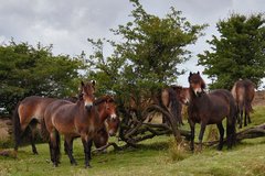 Exmoor-Ponys 