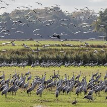 Kraniche Auf Einer Wiese In NordDeutschland