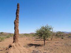 Hoher Turm eines Termitenbaus in Kenia