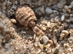 Ameisenlöwe im Sand