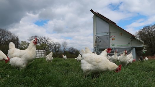 Hühner auf der Wiese vor einem Hühnermobil.