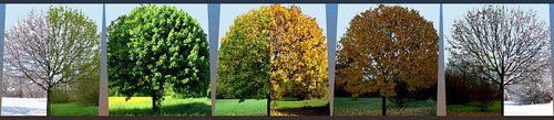 Ahornbaum in allen Jahreszeiten fotografiert.