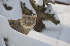 Wildkatze im Schnee