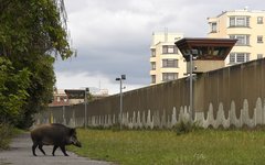 Wildschwein vor Gefängnismauern