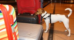 Zollhund Matz am Gepäckband