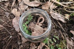 Regenwurmglas. Foto. Sixta Görtz RegenWurm Im RegenWurmGlas.