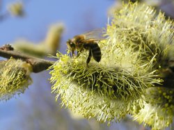 Weidenkaätzchen mit Biene