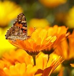 Schmetterling auf Ringelblume