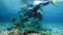 Ein Taucher entfernt ein großes Fischernetz aus einem Korallenriff