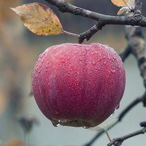 Apfel Am Baum Im Regen.