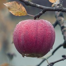 Apfel an einem herbstlichen Zweig