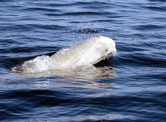 Beluga im Meer