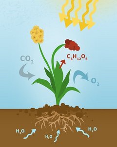 Grafische Darstellung der Umwandlung von Kohlendioxid in Sauerstoff und Zucker 
