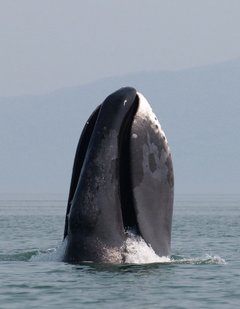Grönlandwal streckt seinen Kopf aus dem Wasser