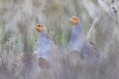 Rebhühner. Foto: Hermann Hirsch / NABU Zwei RebHühner Versteckt Im Gras