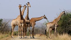Giraffengruppe in Südafrika