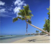 Tropische Palme am Strand von Samoa
